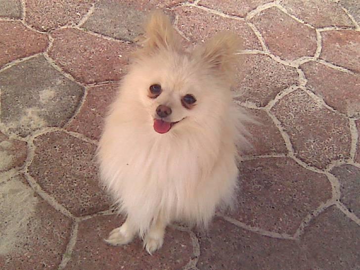 Pomeranian Coco billede 12