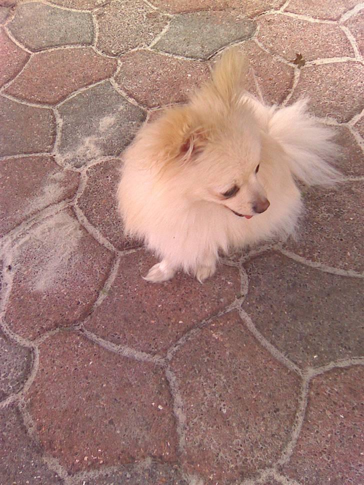 Pomeranian Coco billede 13