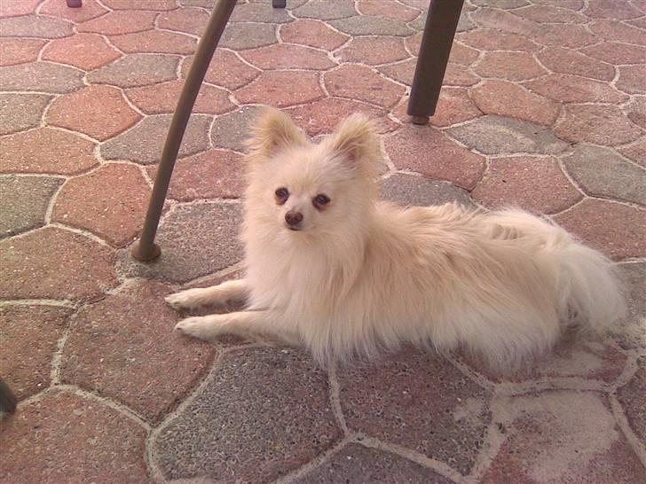 Pomeranian Coco billede 14