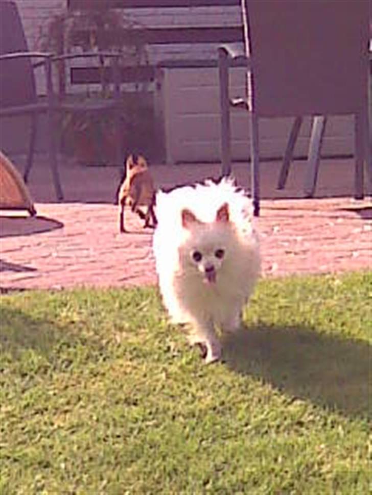 Pomeranian Coco billede 15