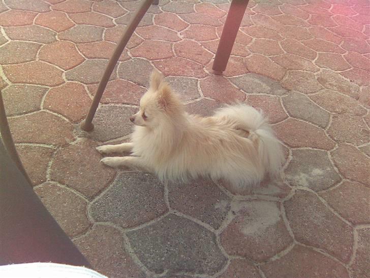 Pomeranian Coco billede 16