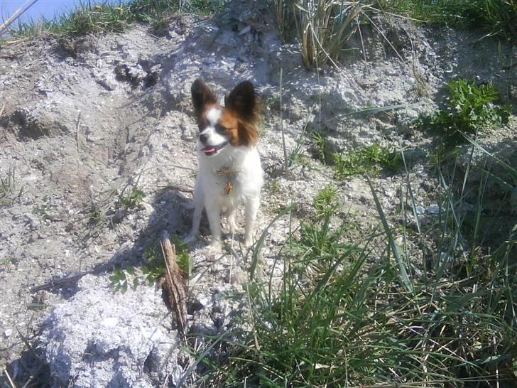 Papillon Azia - Azia på stranden billede 6