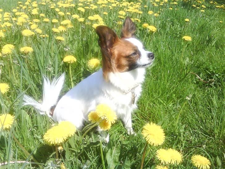 Papillon Azia - På stranden. billede 7