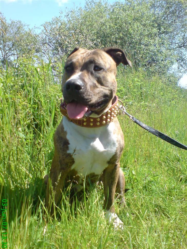 Amerikansk staffordshire terrier Tyta R.I.P  billede 4