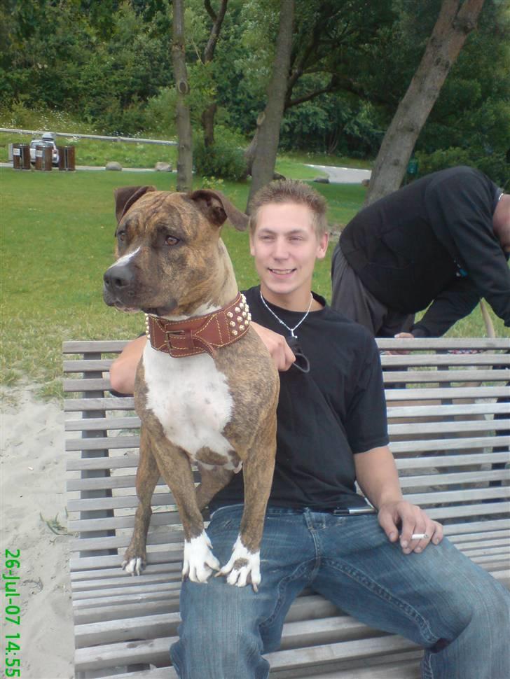 Amerikansk staffordshire terrier Tyta R.I.P  billede 5