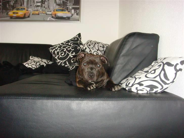 Staffordshire bull terrier Staff Royal Kejser R.I.P - Er jeg ikke bare sød billede 15