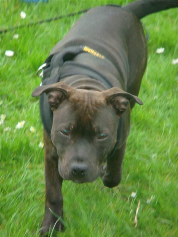 Staffordshire bull terrier Staff Royal Kejser R.I.P billede 16