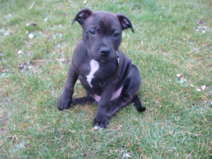 Staffordshire bull terrier Staff Royal Kejser R.I.P billede 17