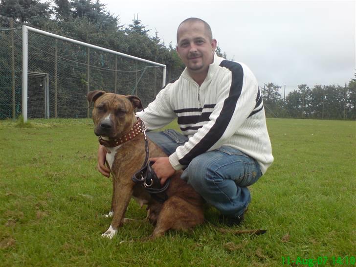 Amerikansk staffordshire terrier Tyta R.I.P  billede 6