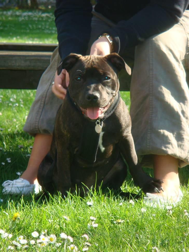 Staffordshire bull terrier Staff Royal Kejser R.I.P billede 18