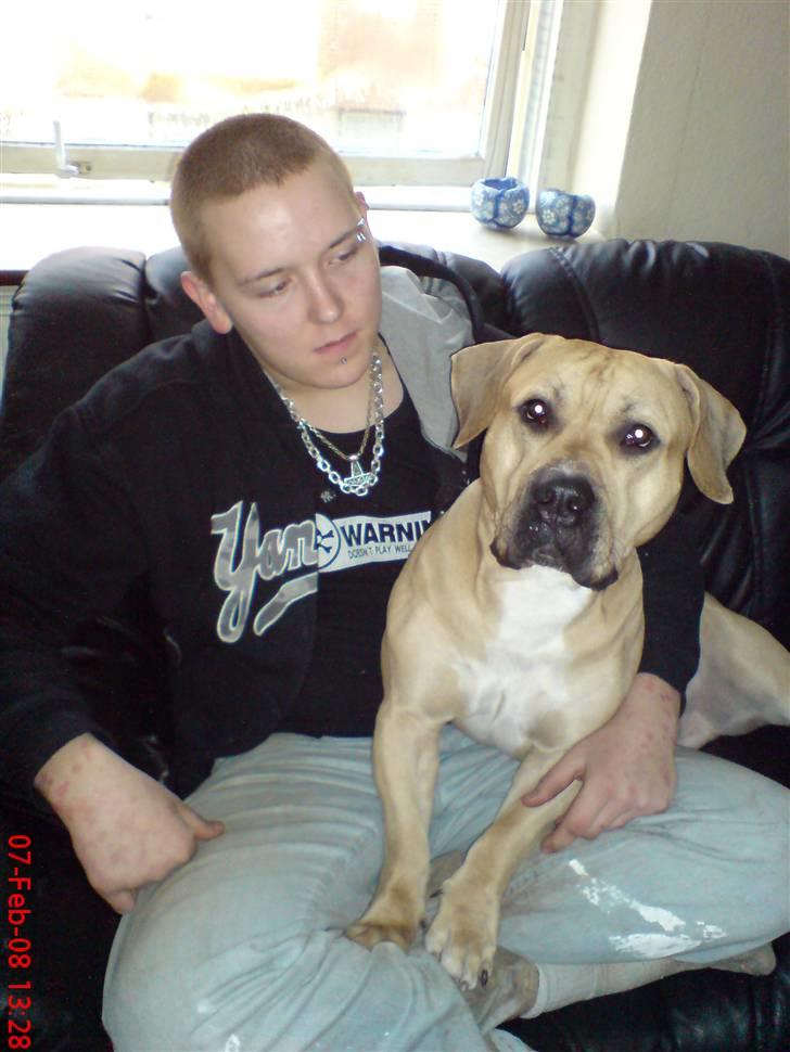 Blanding af racer Cani R.I.P billede 2