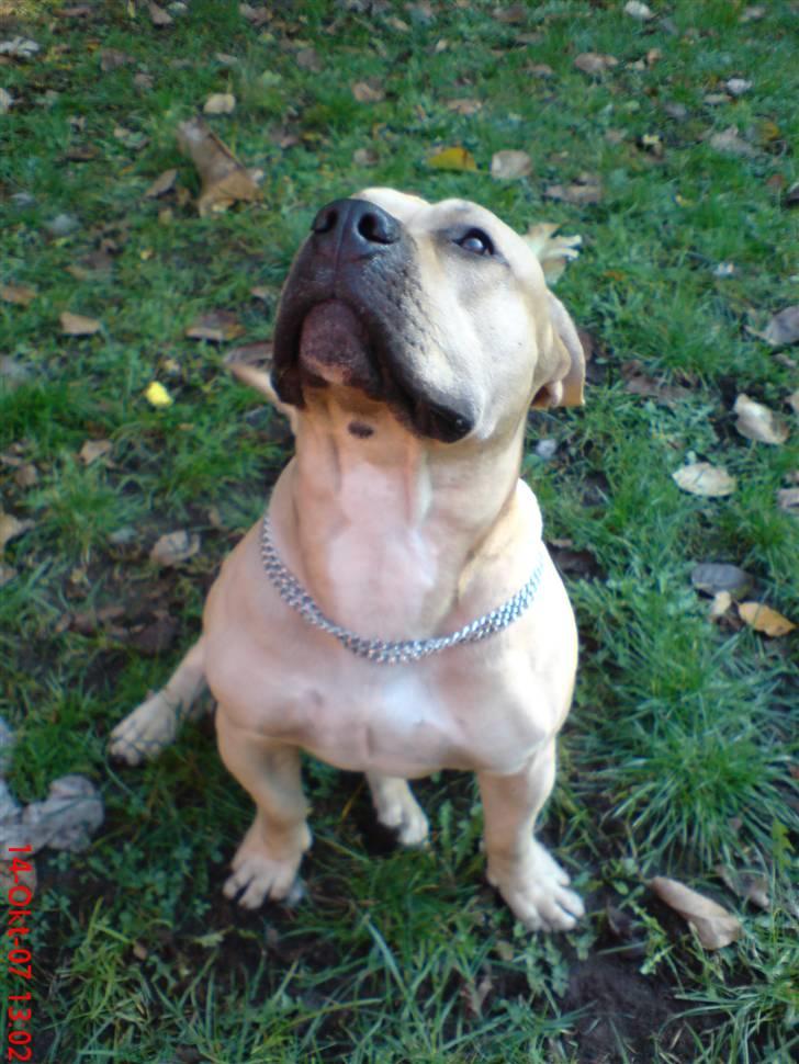 Blanding af racer Cani R.I.P billede 3