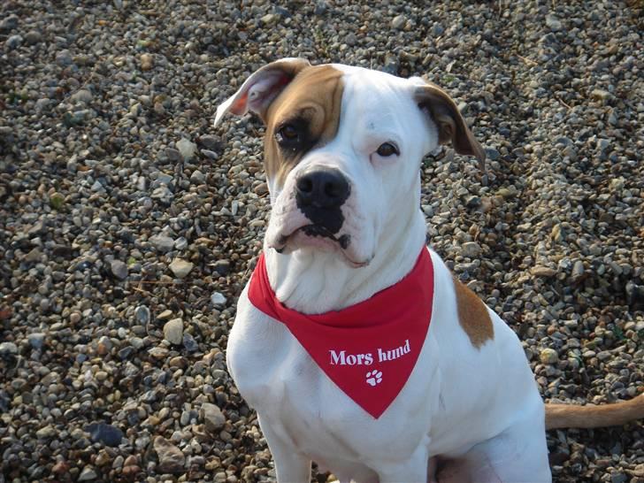 Amerikansk bulldog Lady billede 6