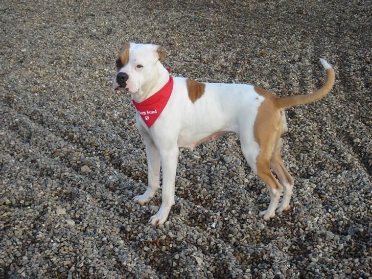 Amerikansk bulldog Lady billede 7