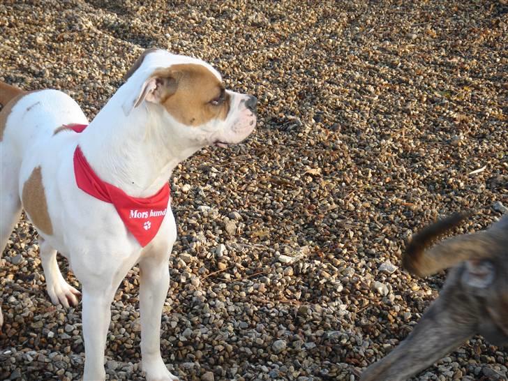 Amerikansk bulldog Lady billede 8