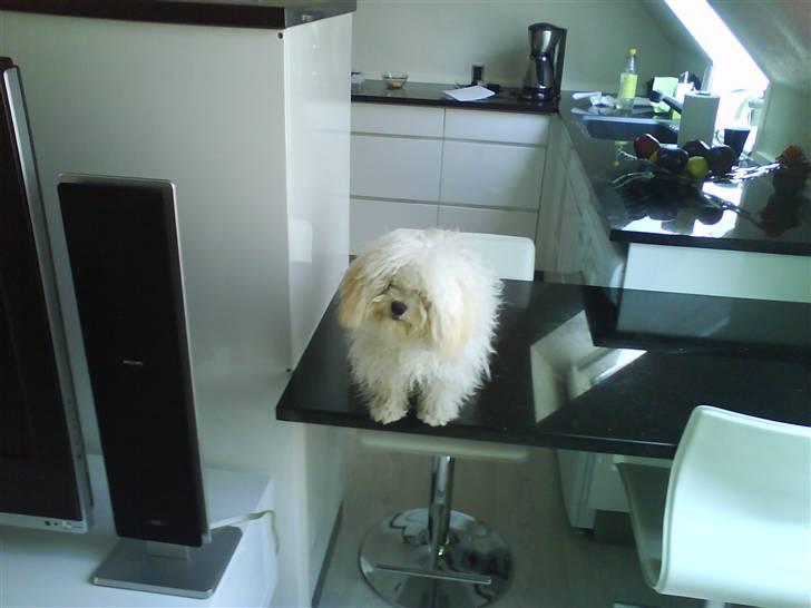 Bolognese Pufi - Mor, kan jeg ikke stå på bordet ??? billede 2