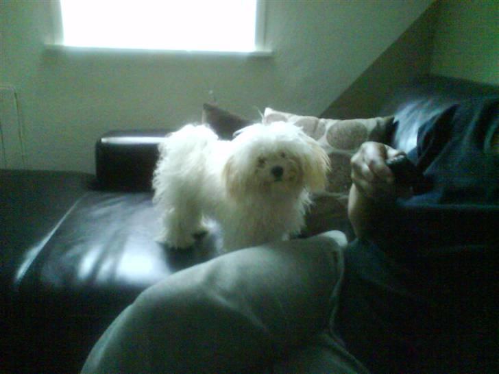 Bolognese Pufi - Nu er jeg  9.måneder... billede 3