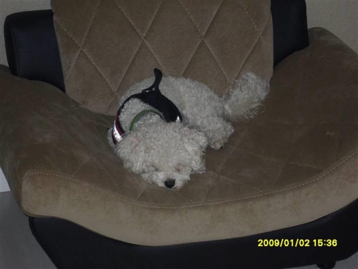 Bolognese Pufi billede 4