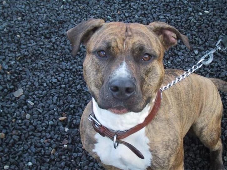 Amerikansk staffordshire terrier Tyta R.I.P  billede 7