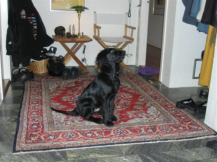 Flat coated retriever Buster billede 1