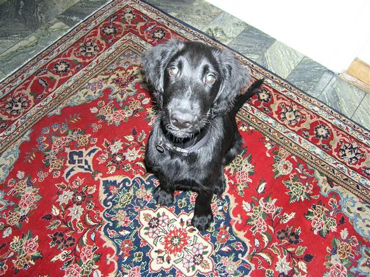 Flat coated retriever Buster billede 2