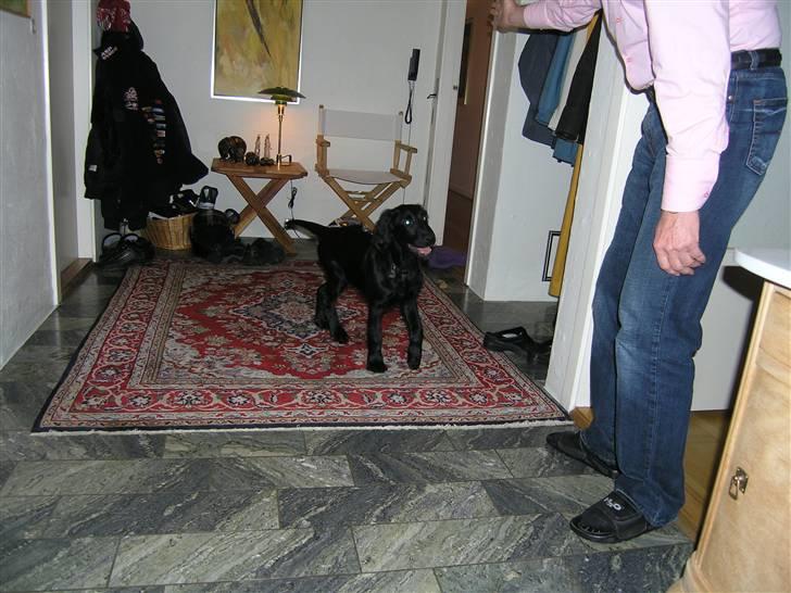 Flat coated retriever Buster billede 3