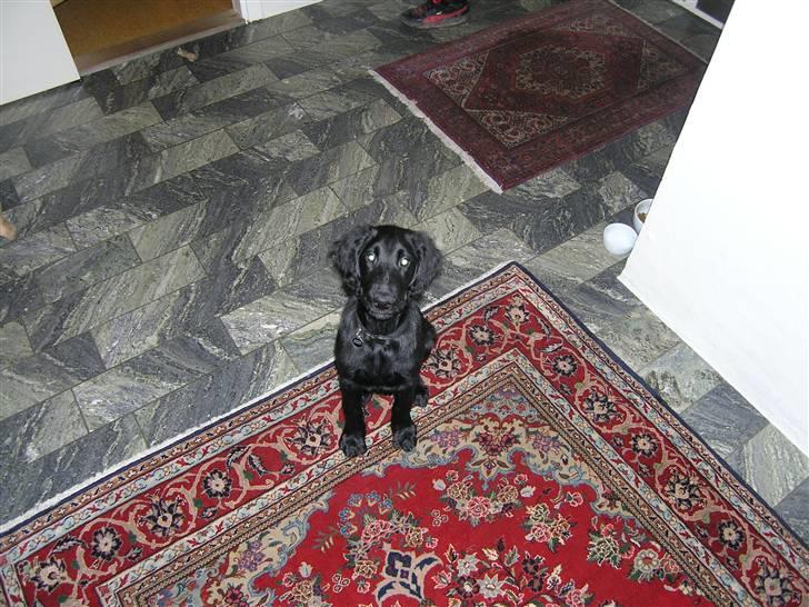 Flat coated retriever Buster billede 4