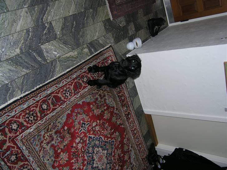 Flat coated retriever Buster billede 5