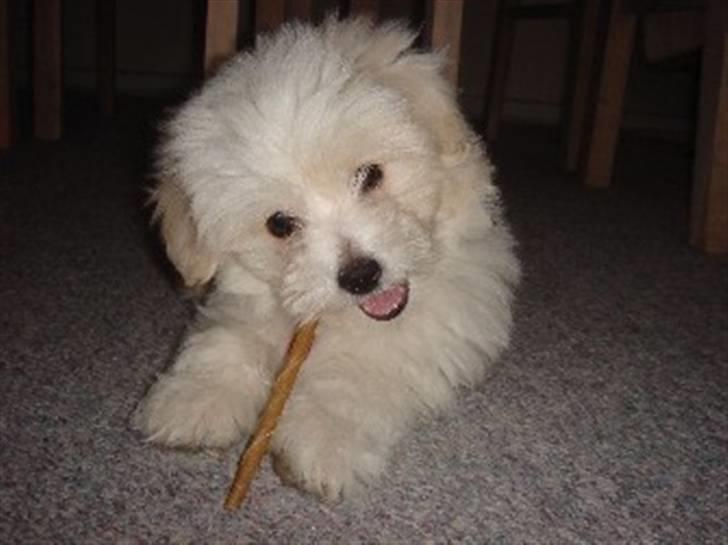 Coton de tulear Ella billede 1