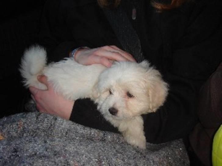 Coton de tulear Ella - På vej i bilen til det nye hjem onsdag d. 23/4-08 billede 2