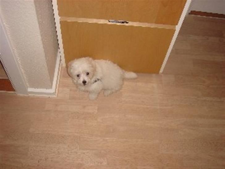 Coton de tulear Ella - "Hvor i alverden er jeg nu"? billede 3