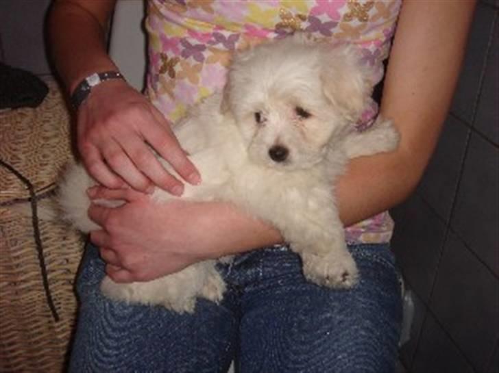 Coton de tulear Ella - Putter hos "mor", mens der gøres et lækkert skumbad klart. billede 4