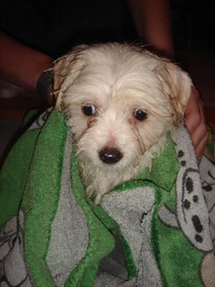 Coton de tulear Ella - "hmmmm, det var nu ok det der bad noget" billede 5