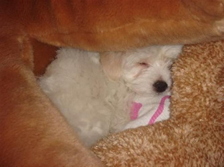 Coton de tulear Ella - Ella gider ikke sin kurv, men elsker at putte mellem puder og bamser billede 6
