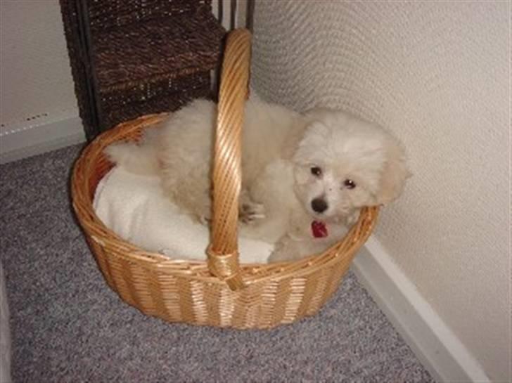Coton de tulear Ella - "Ahhhh, den her kurv er nu også ok" billede 7