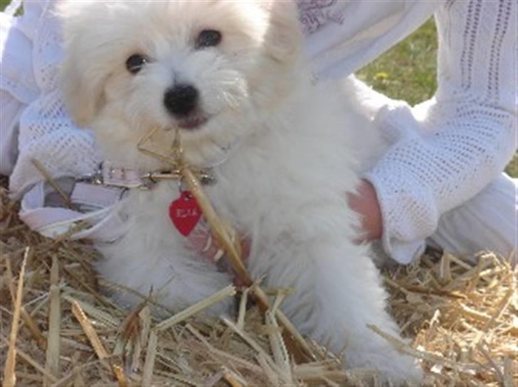 Coton de tulear Ella - "Der er ikke noget så dejligt som en halmballe" billede 8