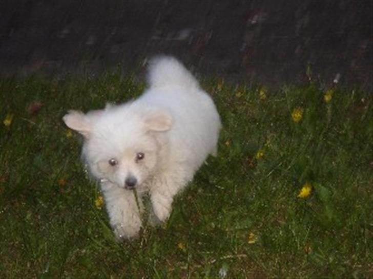 Coton de tulear Ella - Ella Kipketer i fuld galop billede 9