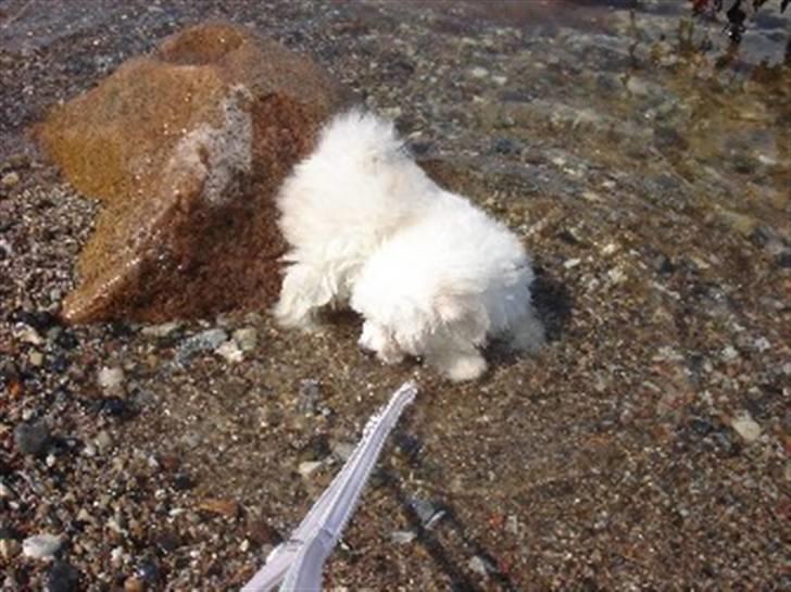 Coton de tulear Ella - Den lækreste lille badesild på sin første strandtur - "vand er vådt og godt" billede 10