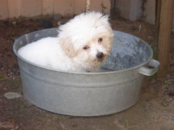 Coton de tulear Ella - "Skøøøøøøøønt mit eget havebasin" billede 11