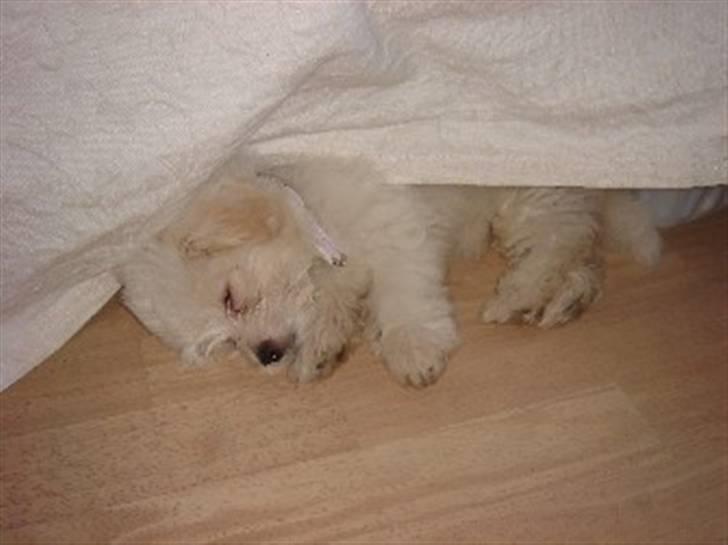 Coton de tulear Ella - Ella sover rigtig gerne UNDER mors seng billede 12