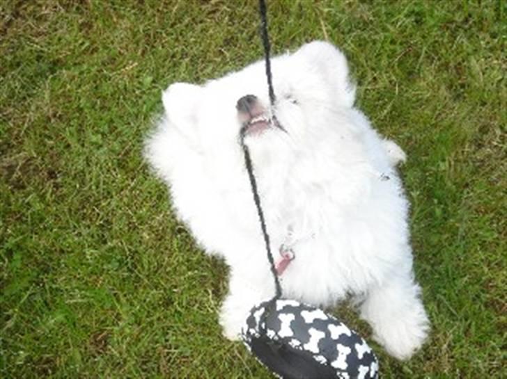 Coton de tulear Ella - "Grrrrrrrrr, kom an hvis du tør"? billede 13