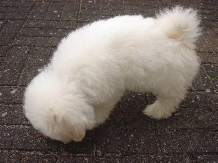 Coton de tulear Ella - Så lækker vamset bliver pelsen efter børstning billede 14