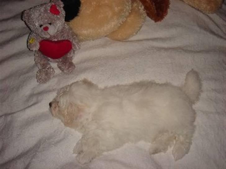 Coton de tulear Ella - Den lille uldtot tager sig en lur billede 16