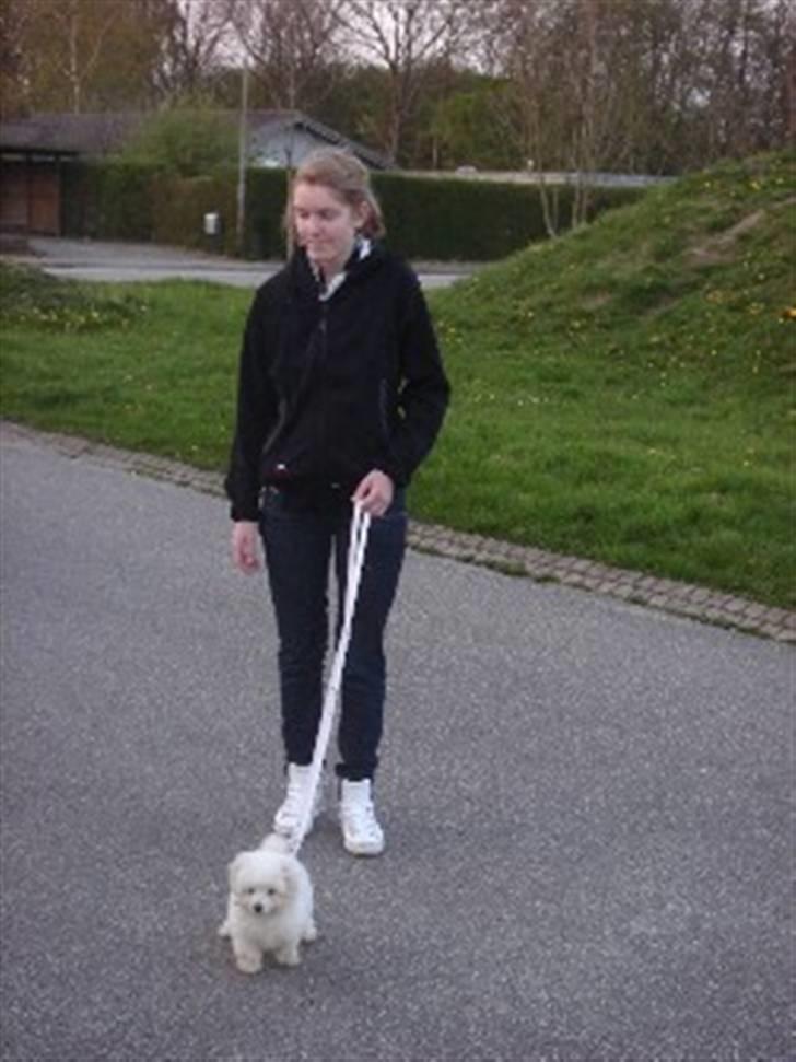 Coton de tulear Ella - Ude at gå sin første tur med "mor". Det lærte hun lynhurtigt. billede 17