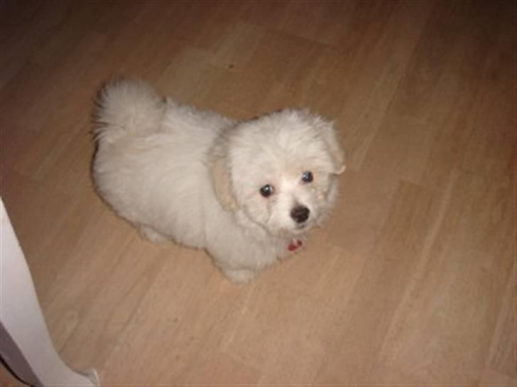 Coton de tulear Ella - "Ej, stop så din paparazzi - vi skal lege nu" billede 19