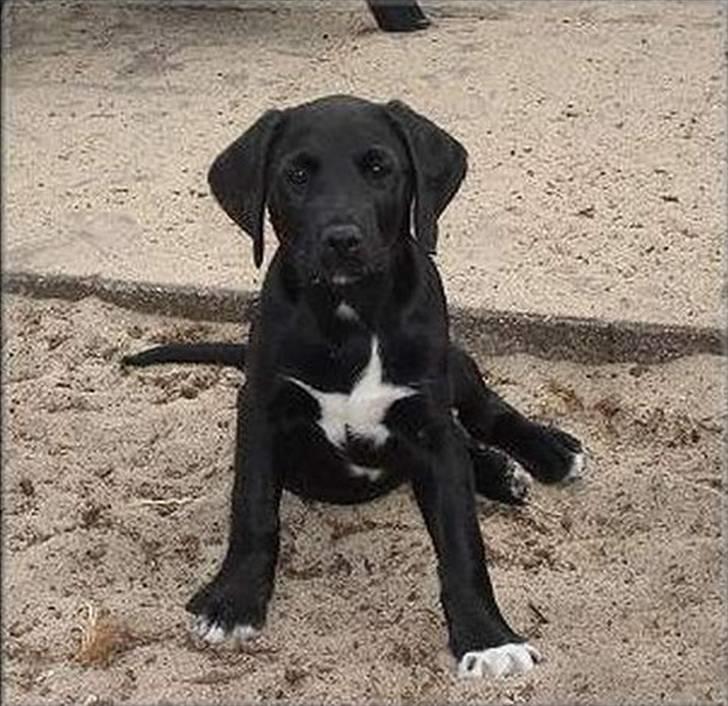 Blanding af racer Holly 2005-2020* - 10 uger :-) billede 10