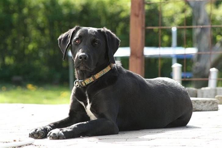 Blanding af racer Holly 2005-2020* - 2008 billede 11