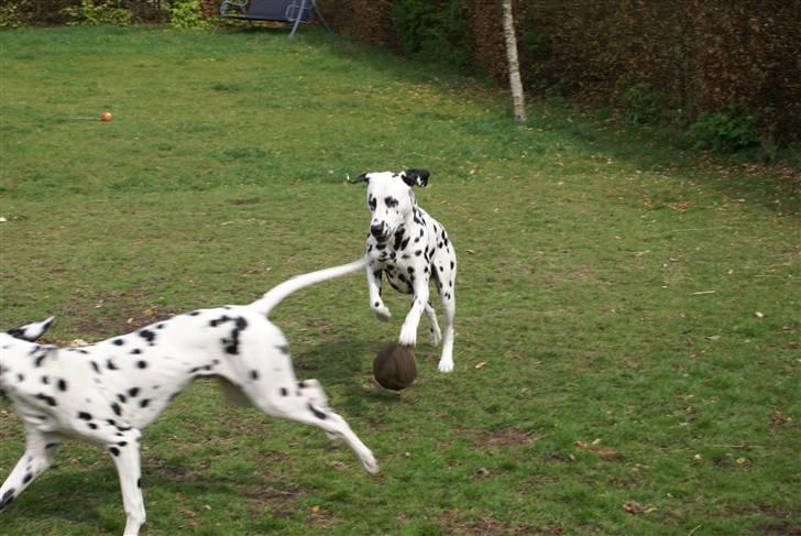 Dalmatiner Frihedens Prins Playboy  - Så lillebror nu skal du have tur :P billede 7