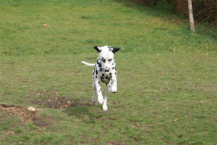 Dalmatiner Frihedens Prins Playboy  - her kommer jeg pas på :D billede 8