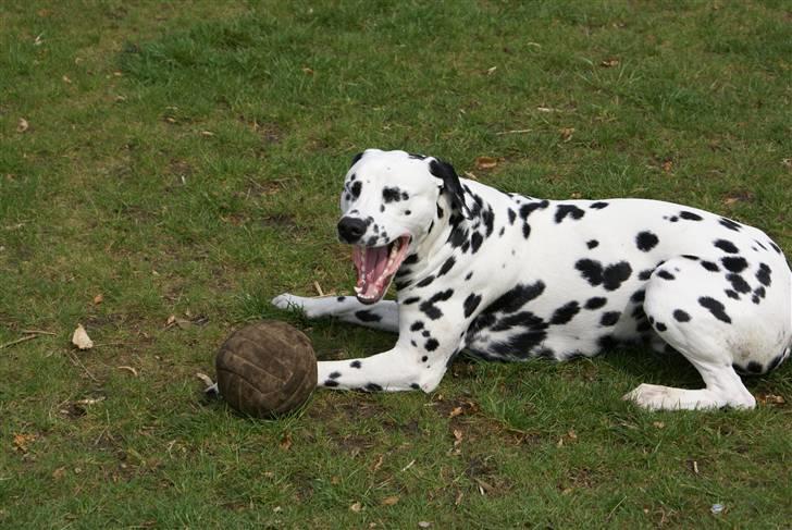 Dalmatiner Frihedens Prins Playboy  - Man bliver så træt af alt den legen :P billede 9